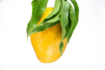 hanging yellow mango with mango leaves on white background
