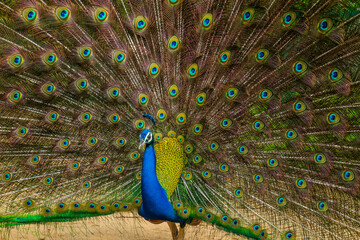 Obraz premium More dance stances of the Indian male peacock 