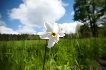 Raamstickers Beautiful white flower - narcissus poeticus © tmartinek