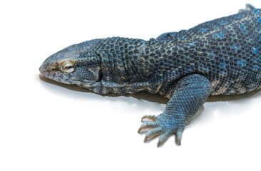 lizard on white background