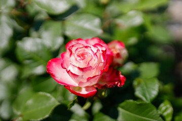 ストロベリーアイス　ピンクの薔薇