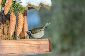 Forest birds live near the feeders in winter