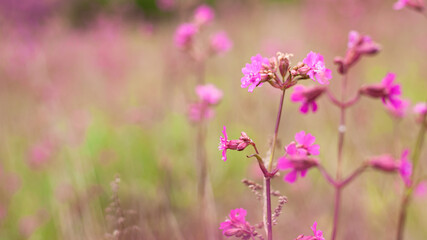 lilac wildflowers on the field close-up. spring seasonal plant