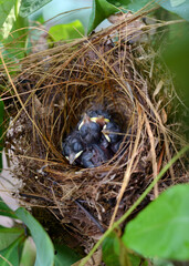 New born small black birds , living in a bird's nest made of grass on a green palm leaf in the garden.