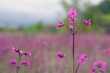 lilac wildflowers in the meadow in cloudy weather. spring, seasonal plant