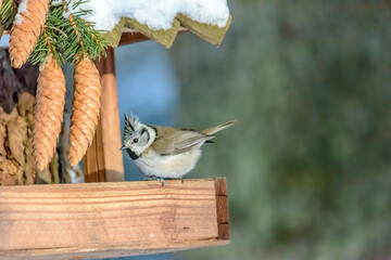 Naklejka premium Forest birds live near the feeders in winter