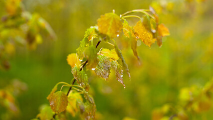 wet branches with droplets on leaves after spring rain, forest