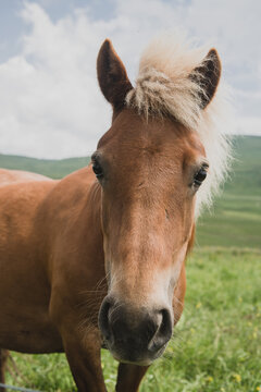 Chevaux de randonn&eacute;e en Auvergne (France)
