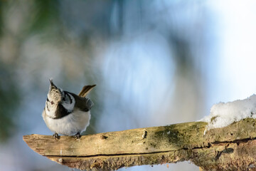 Fototapeta premium Forest birds live near the feeders in winter