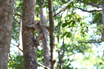 monkey climbing a tree