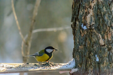 Forest birds live near the feeders in winter