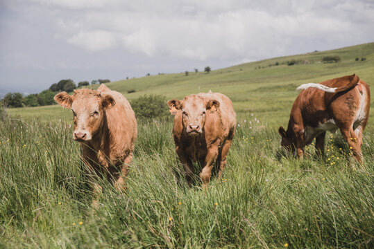 Jeunes vaches croisées salers et charolaises dans une prairie en estive