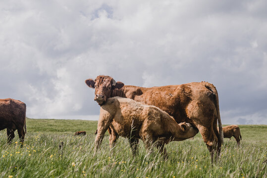 Vache et veau salers - charolais en estive en Auvergne
