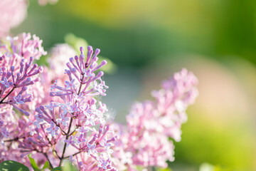 Pink lilac flowers on green, blurred background