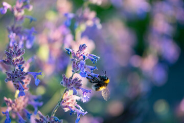 Bumblebee drinking flower nectar, violet flowers catmint