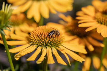 Rudbekia Yellow Daisy flowers in ornamental garden