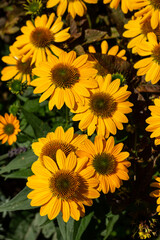 Fototapeta premium Rudbekia Yellow Daisy flowers in ornamental garden