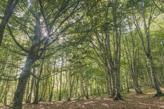 For&ecirc;t du Puy de Jume en Auvergne (France)