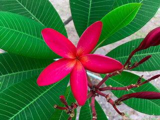 Beautiful multi-colored flowers with green leaves and green nature