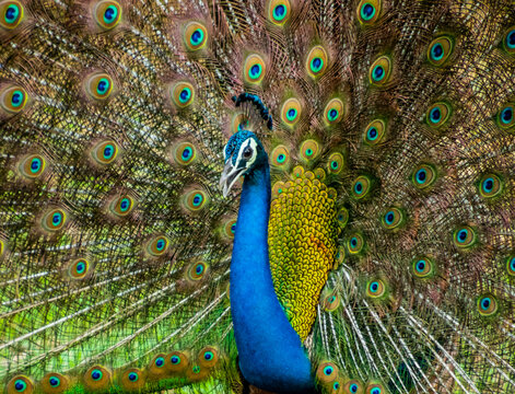 More dance stances of the Indian male peacock 