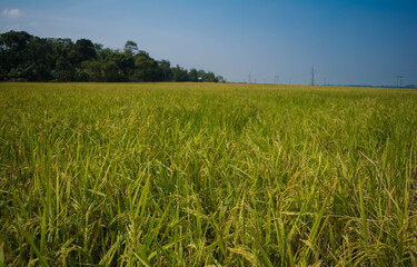 Sunset  or Sunrise View at Kaziranga National Park of Assam, India
