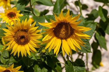 Blooming sunflowers against the background of a limestone wall