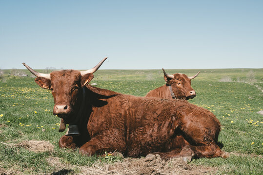 Vache salers allong&eacute;e dans une prairie en Auvergne (France)