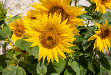 Obraz premium Blooming sunflowers against the background of a limestone wall