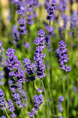  the blooming lavender flowers in Provence, near Sault, France
