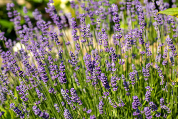 Naklejka premium the blooming lavender flowers in Provence, near Sault, France
