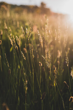 Prairie au Col de N&eacute;ronne dans le Cantal