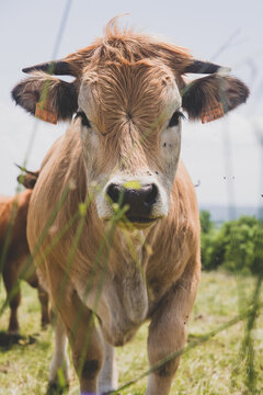 Vache aubrac dans une prairie du Cantal