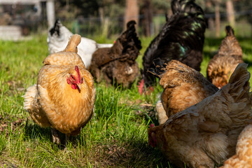 Different colored chickens feeding together in a lush green field
