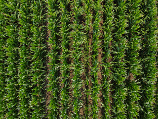 Aerial, Flight Above Rural Countryside Landscape With Growing Corn Field . Aerial View of Corn Crops Field From Drone Point Of View. Flight Above Cornfield. 