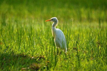 great blue heron ardea cinerea on grass field