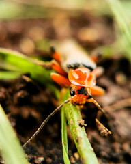 Orange soldier beetle (Cantharis rustica) on a grass looking to the camera