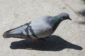 Pigeon walking on paving stones in the city . One dove stand up on marble wall . Feral pigeons, also called city doves, city pigeons, or street pigeons Doves .