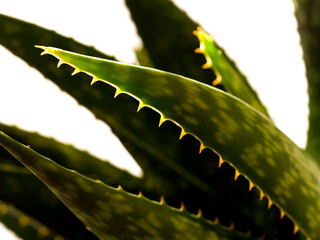 aloe vera