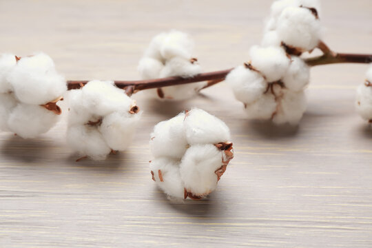 Beautiful cotton branch on wooden background, closeup