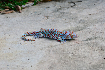 Gecko on the ground
