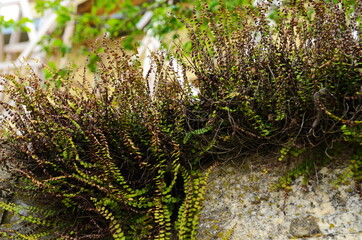 Vintage crooked wall made of irregularly laid stones and stone blocks, green ferns growing in the...