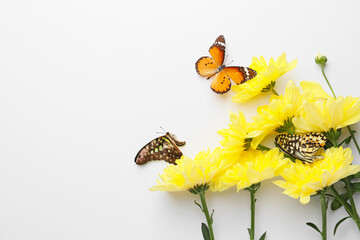 Beautiful butterflies and flowers on white background