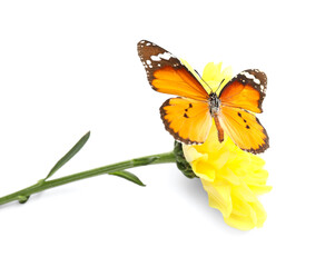 Beautiful butterfly and flower on white background