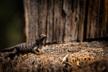 A large Western Fence Lizard basking in the warm sunlight on an old stump
