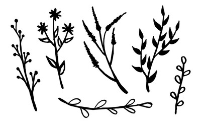 Hand drawn vector illustration of wildflowers. Collection of doodle floral elements. Spring and summer symbol. Contour otline drawing of simple black twig