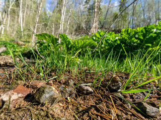 landscape from a small river, a lot of bright grass on the bank, branches bend across the river