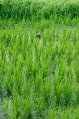 春の鴨がいる水田