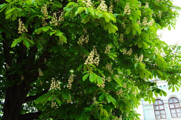 Flowers of a tree a chestnut. Spring blossoming chestnut tree flowers. Aesculus hippocastanum blossom of horse-chestnut tree.