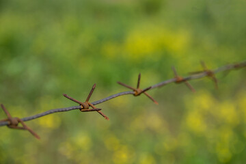 An old, worn and rusty steel barbed wire over green blurred background.