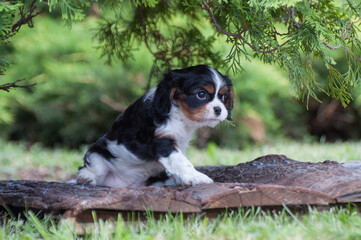 Adorable cavalier king Charles spaniel puppy outdoors